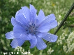 Cichorium intybus